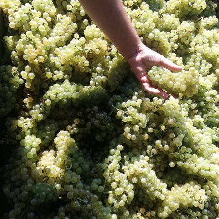 ALBINO ROCCA MOSCATO D'ASTI DOCG - obrazek 4