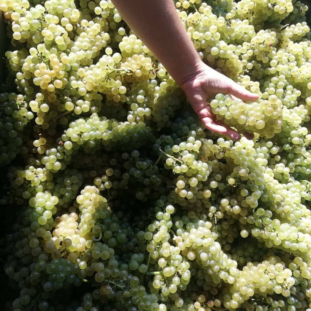 ALBINO ROCCA MOSCATO D