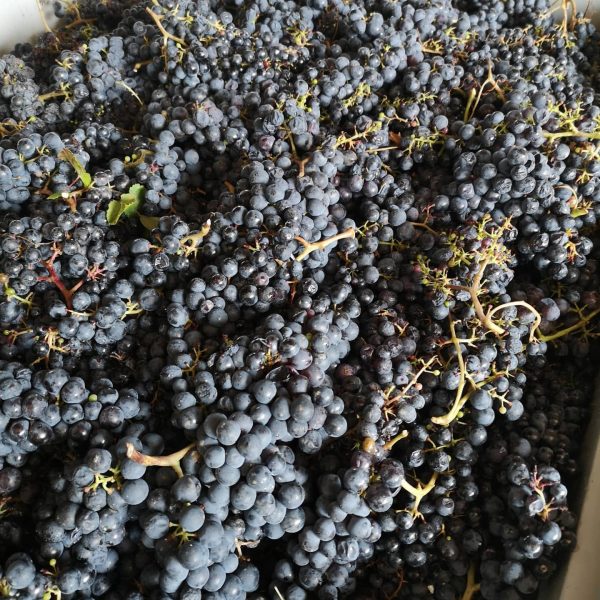 ALBINO ROCCA BARBARESCO RONCHI DOCG