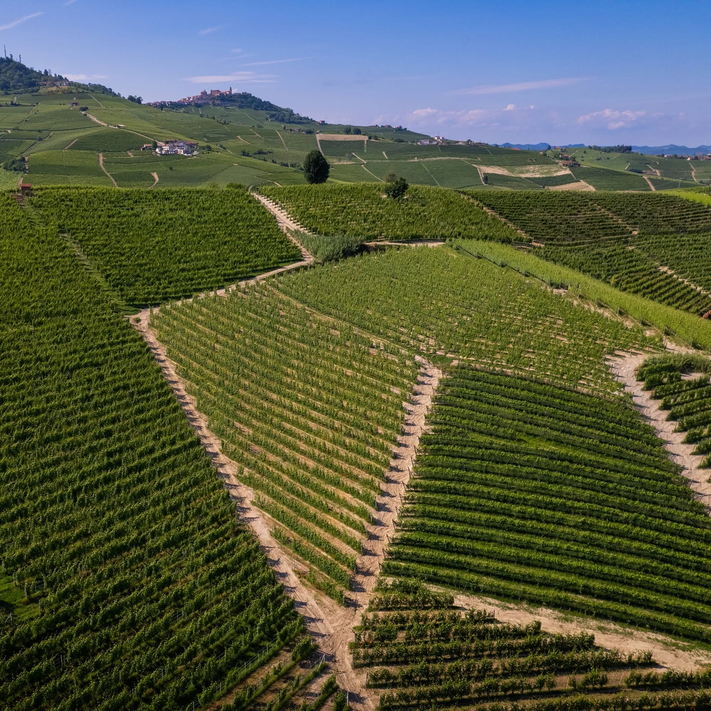 DAMILANO LANGHE DOC ARNEIS - obrazek 9