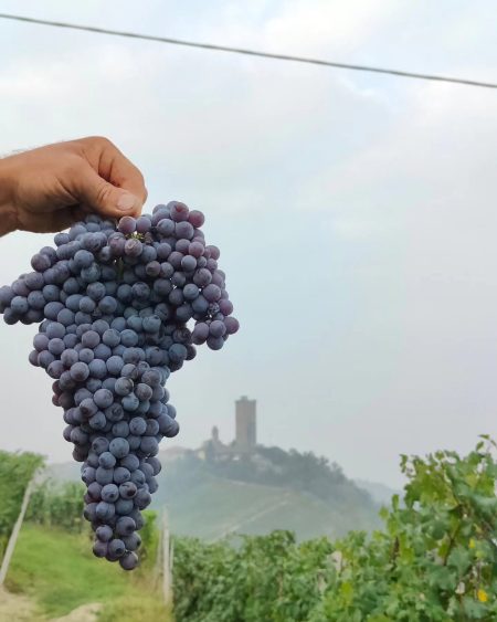 ALBINO ROCCA BARBARESCO RONCHI DOCG - obrazek 11