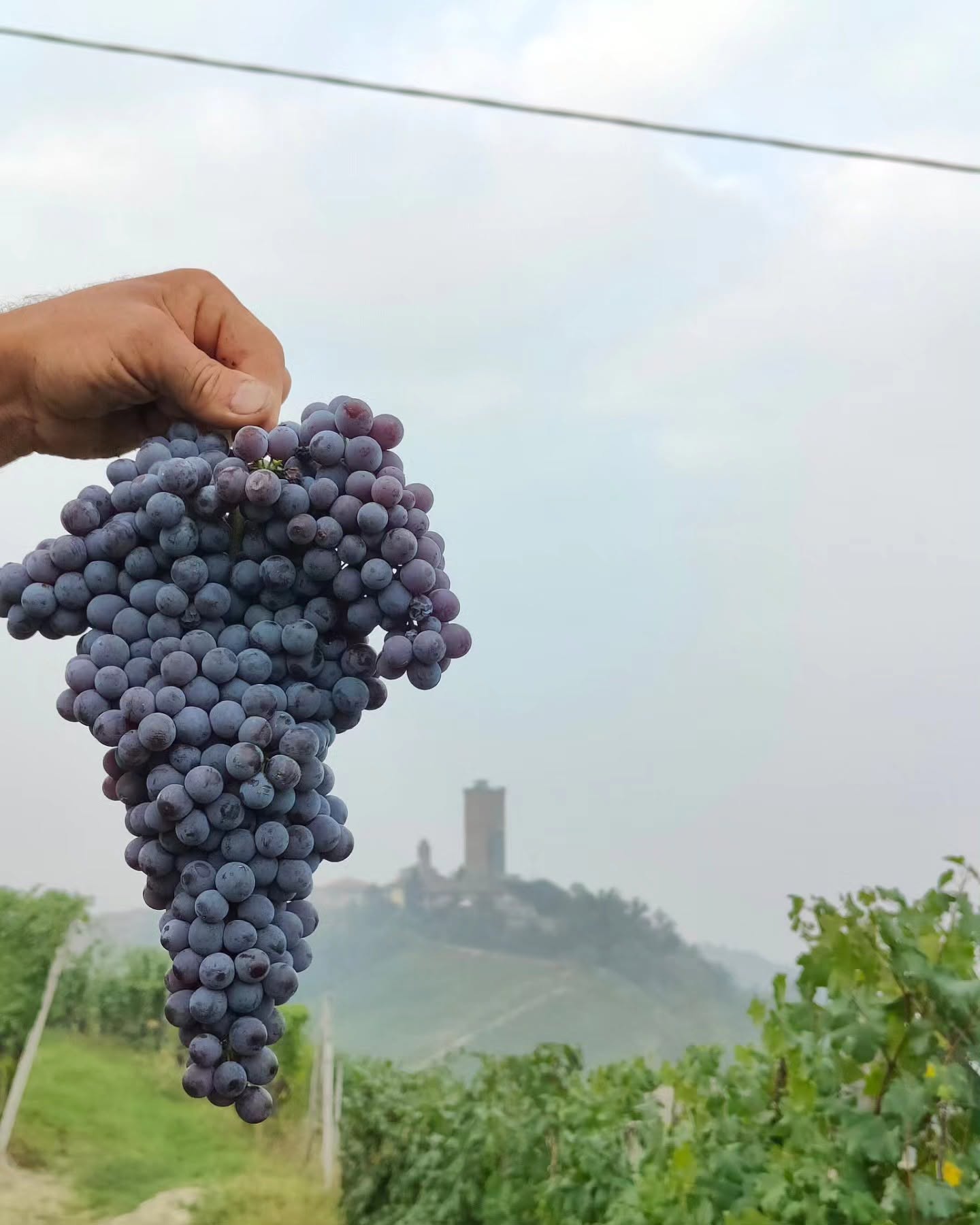 ALBINO ROCCA BARBARESCO RONCHI DOCG - obrazek 11