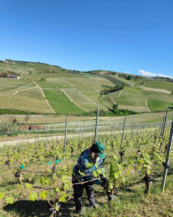 ALBINO ROCCA MOSCATO D'ASTI DOCG