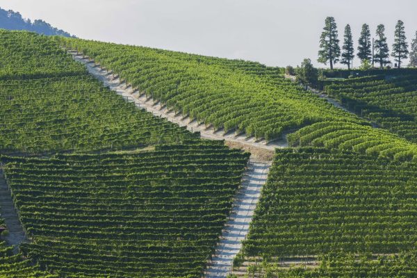 DAMILANO LANGHE DOC ARNEIS