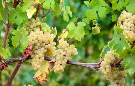DAMILANO LANGHE DOC ARNEIS - obrazek 5