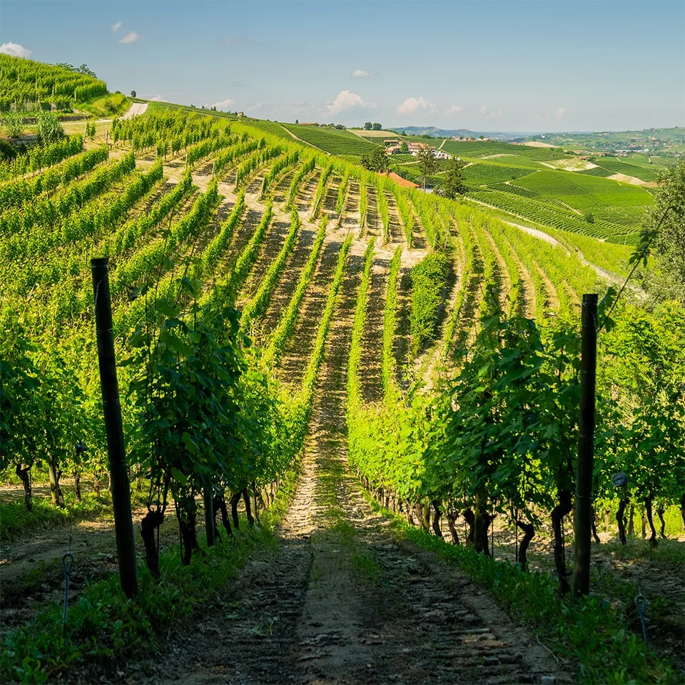 DAMILANO LANGHE DOC ARNEIS - obrazek 12