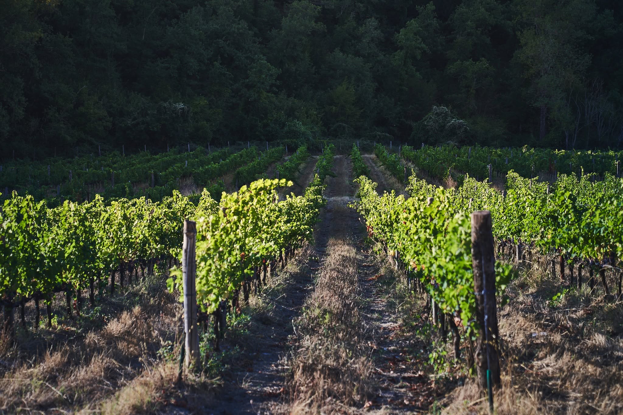 CASTELLO DI MELETO CHIANTI CLASSICO DOCG - obrazek 8