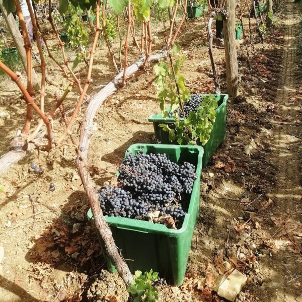 TENUTA CAROBBIO CHIANTI CLASSICO RISERVA DOCG