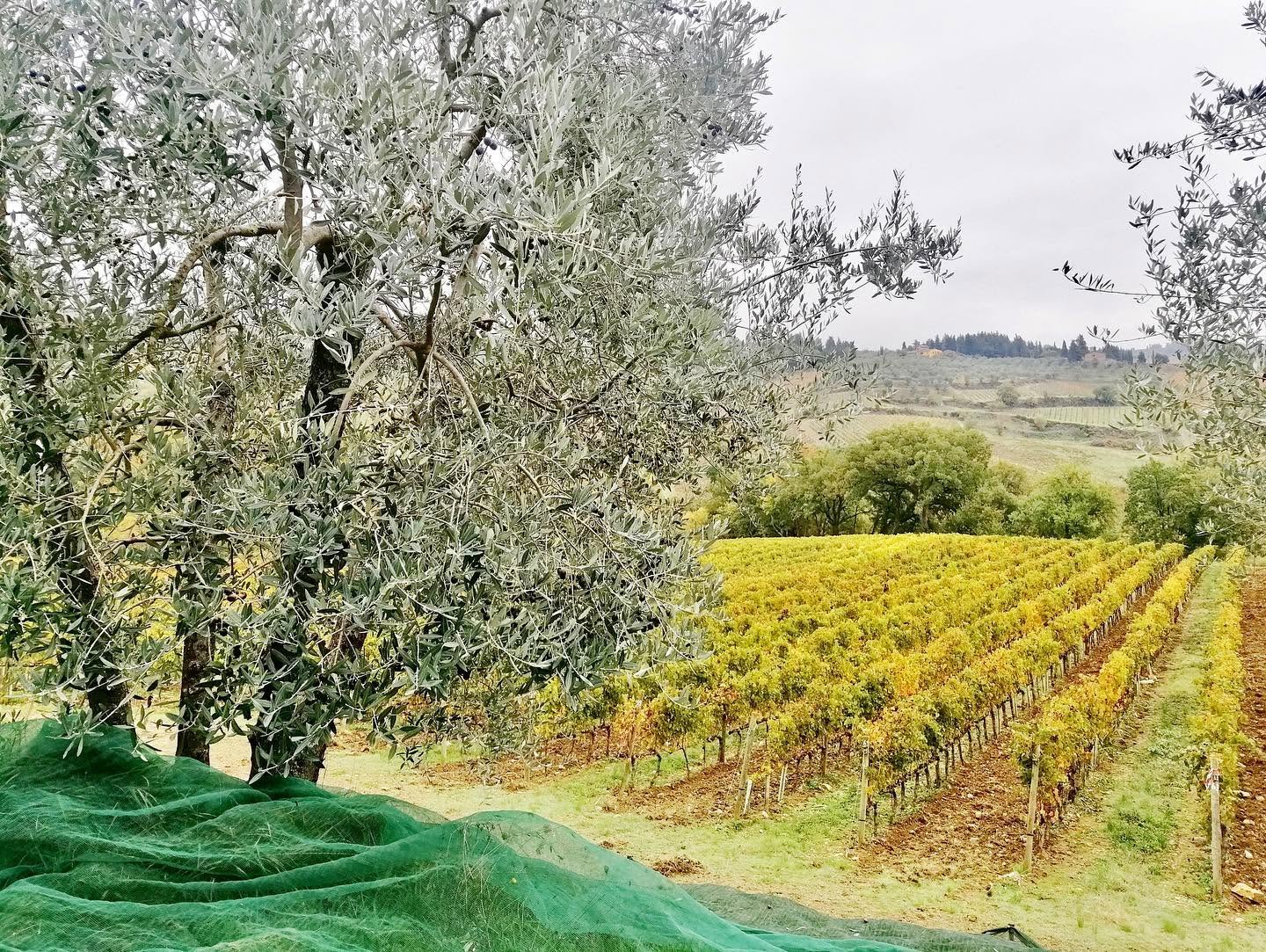 TENUTA CAROBBIO CHIANTI CLASSICO RISERVA DOCG - obrazek 12