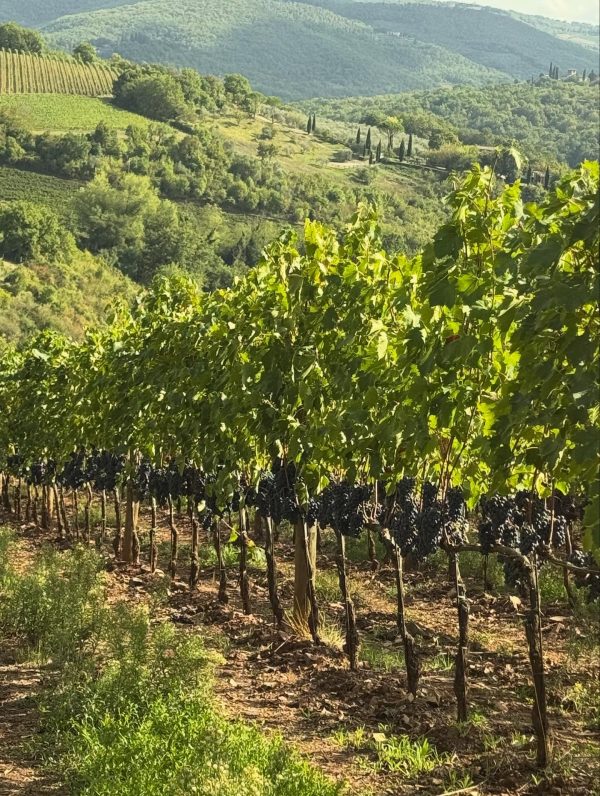 TENUTA CAROBBIO CHIANTI CLASSICO RISERVA DOCG