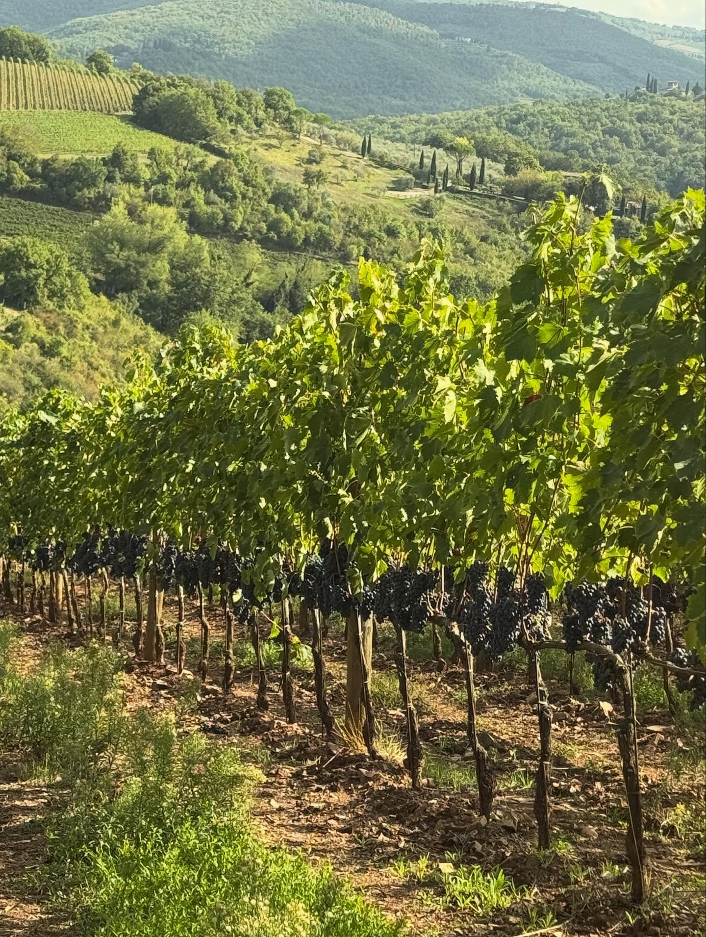 TENUTA CAROBBIO CHIANTI CLASSICO RISERVA DOCG - obrazek 8