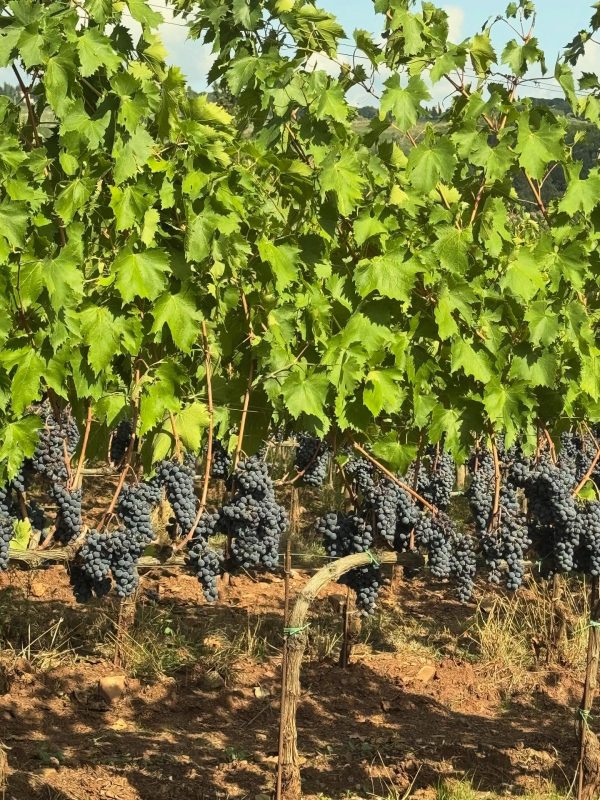 TENUTA CAROBBIO CHIANTI CLASSICO RISERVA DOCG
