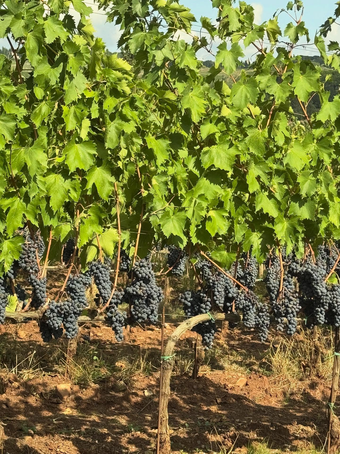 TENUTA CAROBBIO CHIANTI CLASSICO RISERVA DOCG - obrazek 9