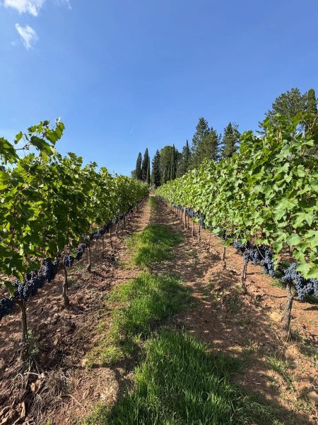 TENUTA CAROBBIO CHIANTI CLASSICO RISERVA DOCG - obrazek 10