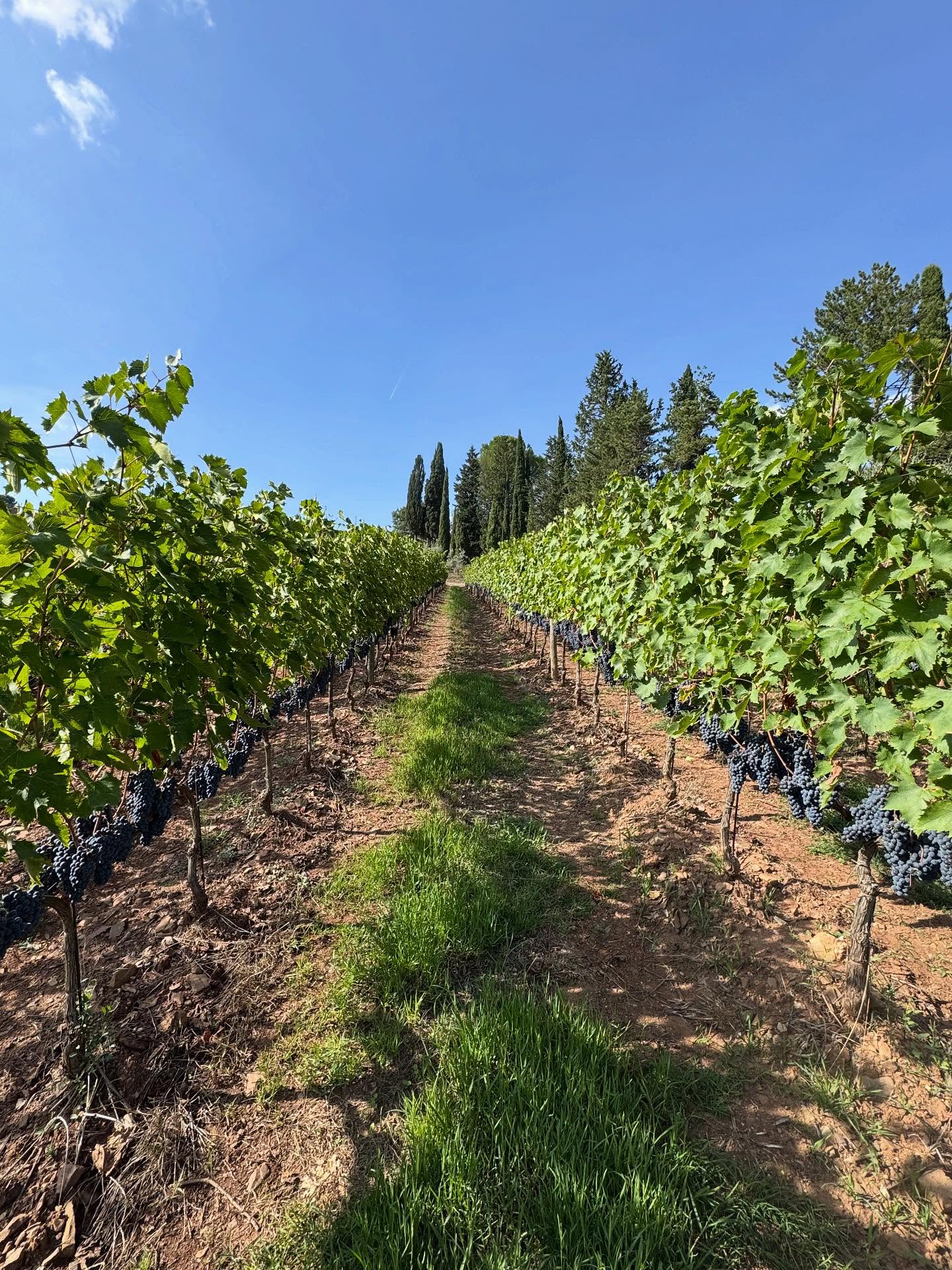 TENUTA CAROBBIO CHIANTI CLASSICO RISERVA DOCG - obrazek 10