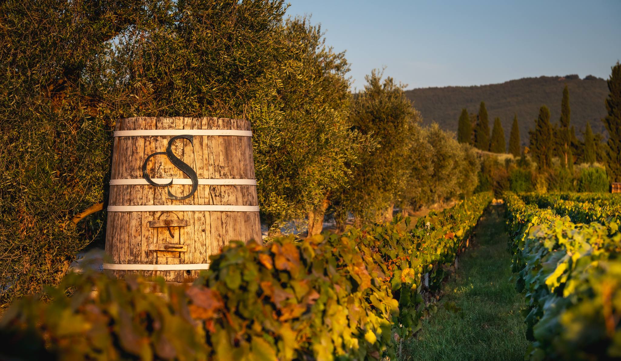 CAMPO ALLA SUGHERA ARIOSO IGT TOSCANA BIANCO - obrazek 14