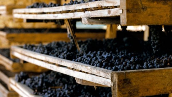 TAGARO PINATARO APPASSIMENTO PUGLIA IGP