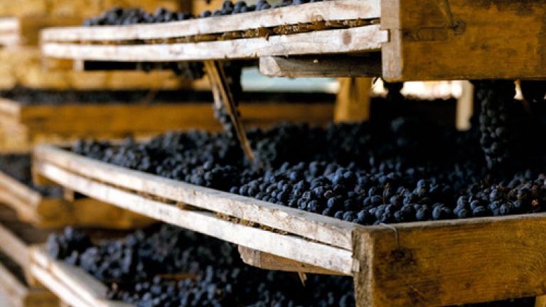 TAGARO PINATARO APPASSIMENTO PUGLIA IGP - obrazek 5