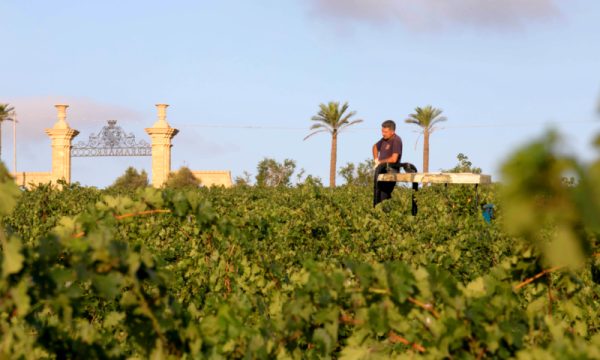 BARONE DI SERRAMARROCCO QUOJANE DI SERRAMARROCCO ZIBBIBO TERRE SICILIANE IGP