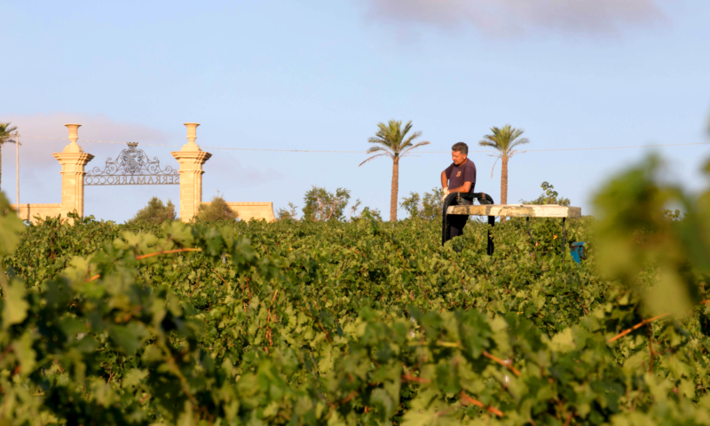 BARONE DI SERRAMARROCCO QUOJANE DI SERRAMARROCCO ZIBBIBO TERRE SICILIANE IGP - obrazek 15