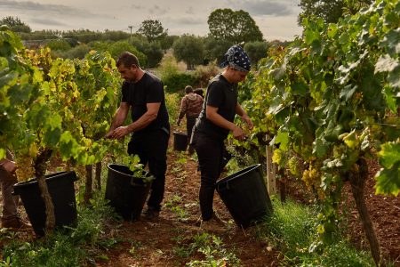 TAGARO MANCINELLO NERO DI TROIA PUGLIA IGP - obrazek 13