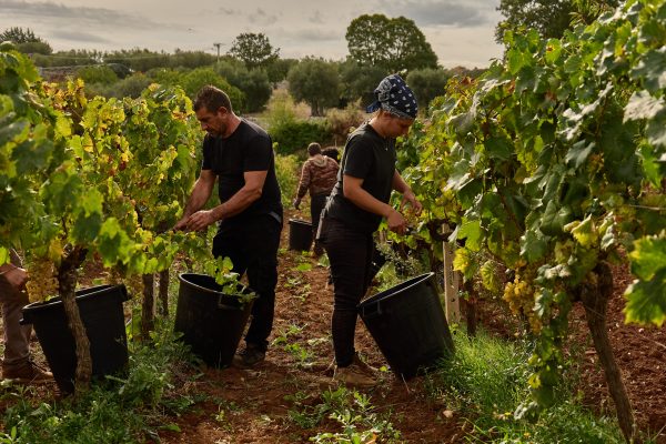 TAGARO MANCINELLO NERO DI TROIA PUGLIA IGP