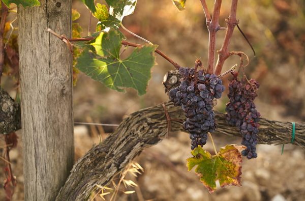 TAGARO PINATARO APPASSIMENTO PUGLIA IGP