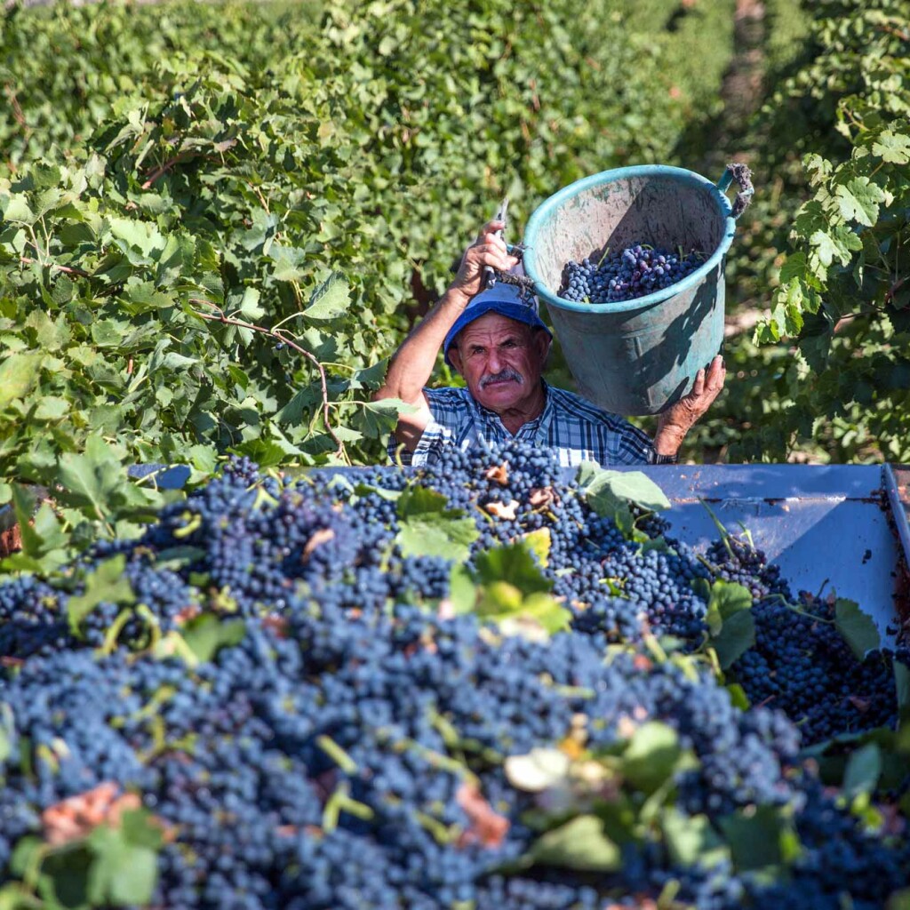 TENUTE LOMBARDO UNÀNIME ROSSO TERRE SICILIANE IGP - obrazek 6