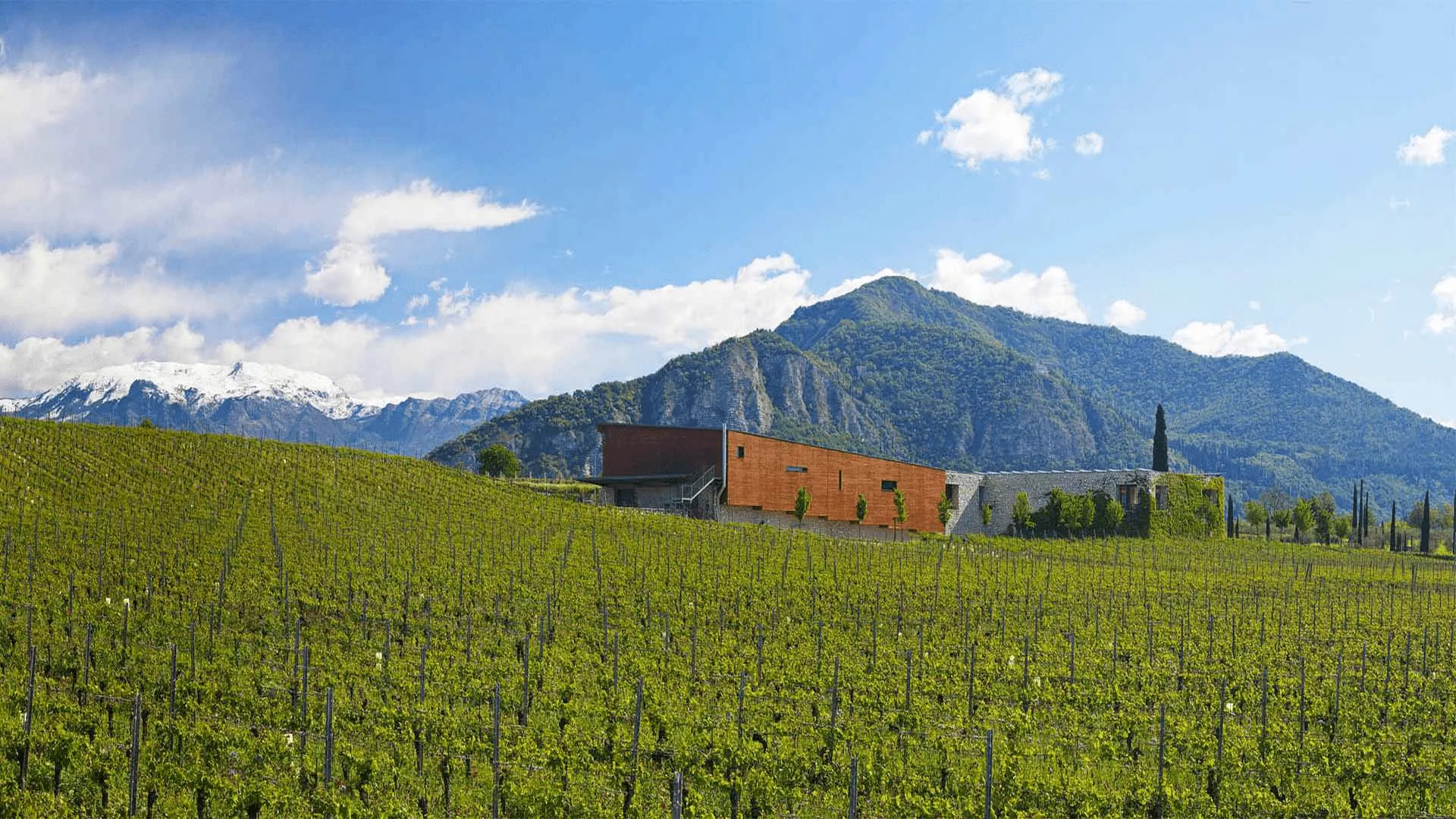 BARONE PIZZINI CURTEFRANCA ROSSO DOC - obrazek 8