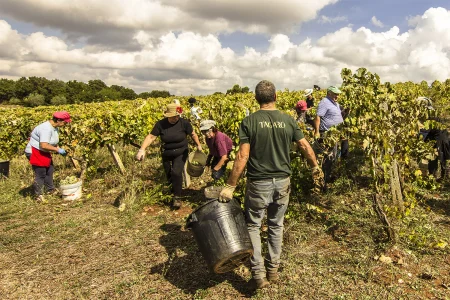 TAGARO MANCINELLO NERO DI TROIA PUGLIA IGP - obrazek 14
