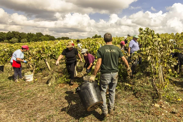 TAGARO MANCINELLO NERO DI TROIA PUGLIA IGP