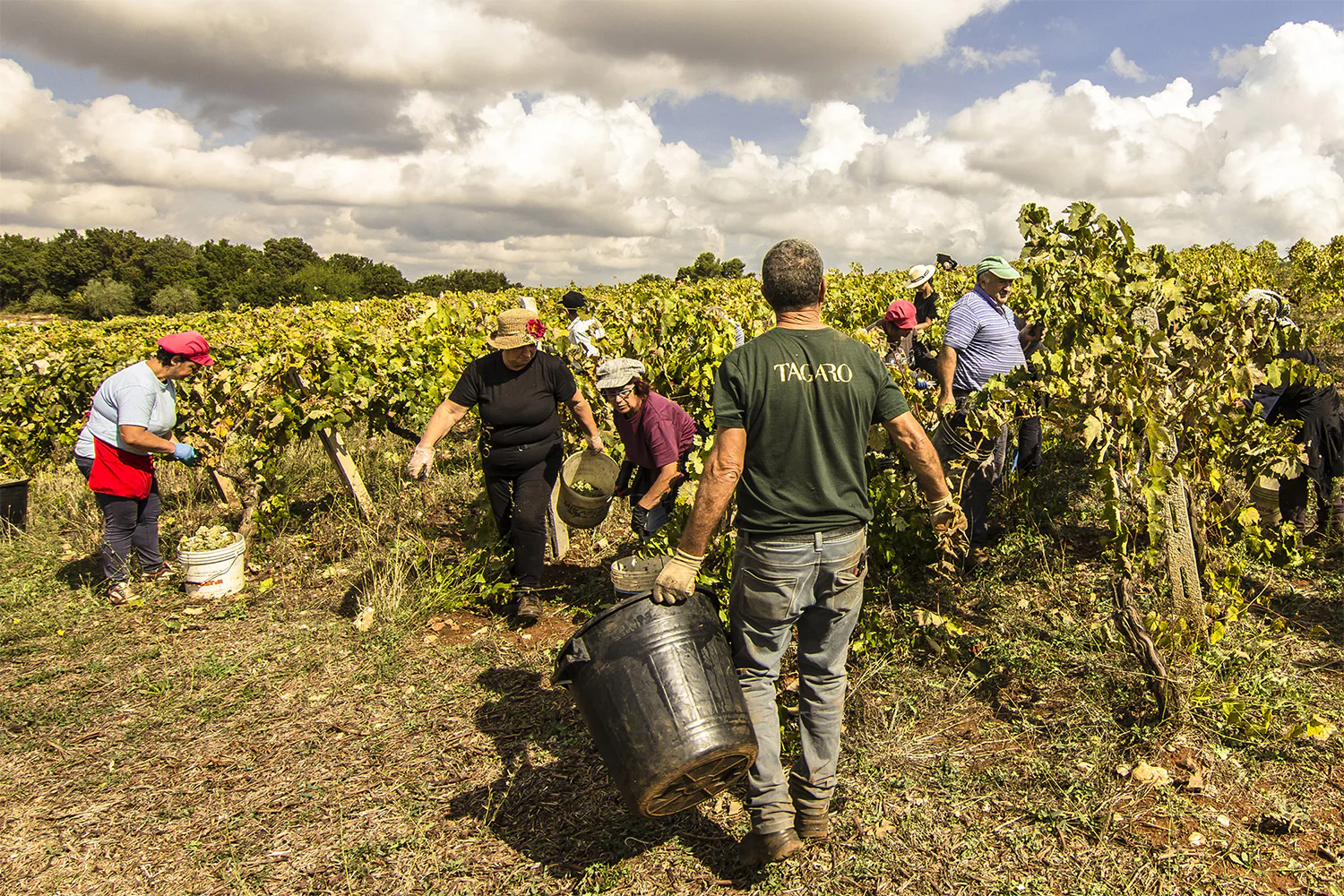 TAGARO MANCINELLO NERO DI TROIA PUGLIA IGP - obrazek 14