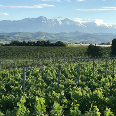 FRATELLI BARBA MONTEPULCIANO D'ABRUZZO DOCG COLLINE TERAMANE DOCG YANG - obrazek 11