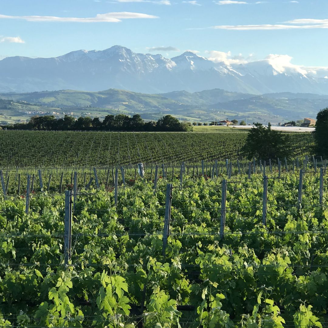 FRATELLI BARBA MONTEPULCIANO D