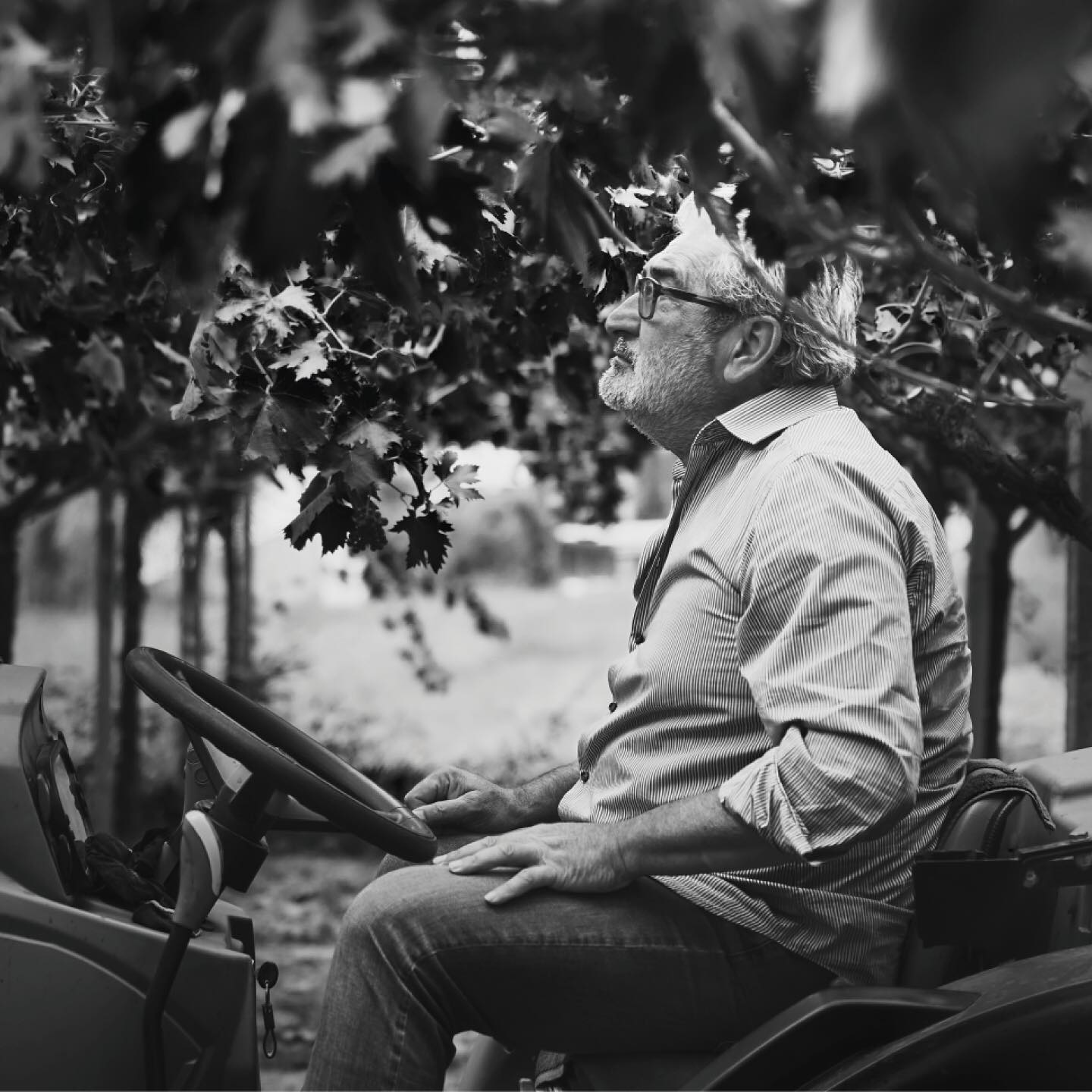 TOCCO SPUMANTE BRUT PECORINO - obrazek 9