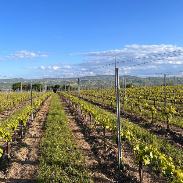 FRATELLI BARBA MONTEPULCIANO D'ABRUZZO DOCG COLLINE TERAMANE DOCG YANG