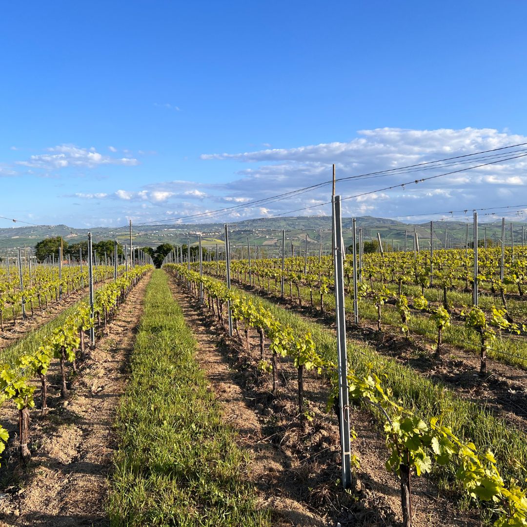 FRATELLI BARBA MONTEPULCIANO D