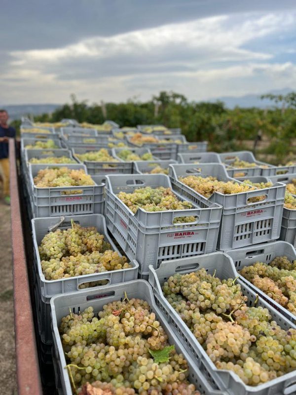 FRATELLI BARBA TREBBIANO D'ABRUZZO DOC COLLEMORINO