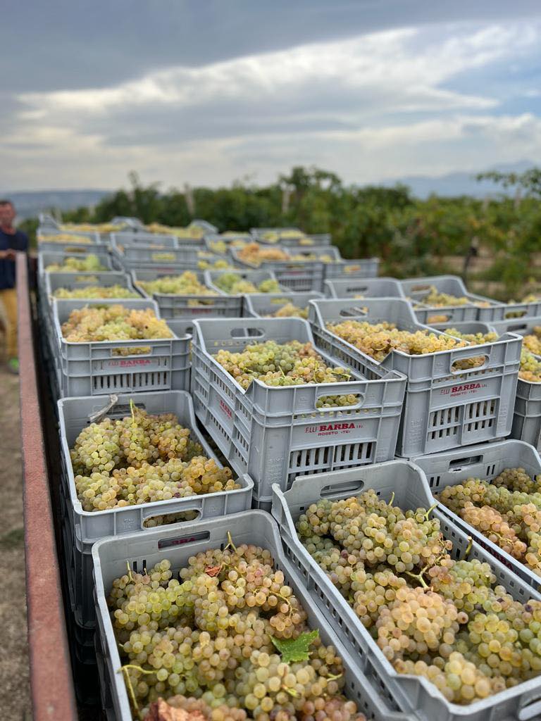 FRATELLI BARBA TREBBIANO D