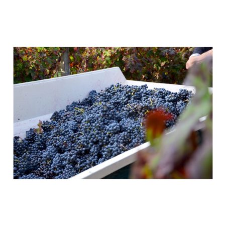 FRATELLI BARBA MONTEPULCIANO D'ABRUZZO DOCG COLLINE TERAMANE DOCG YANG - obrazek 8