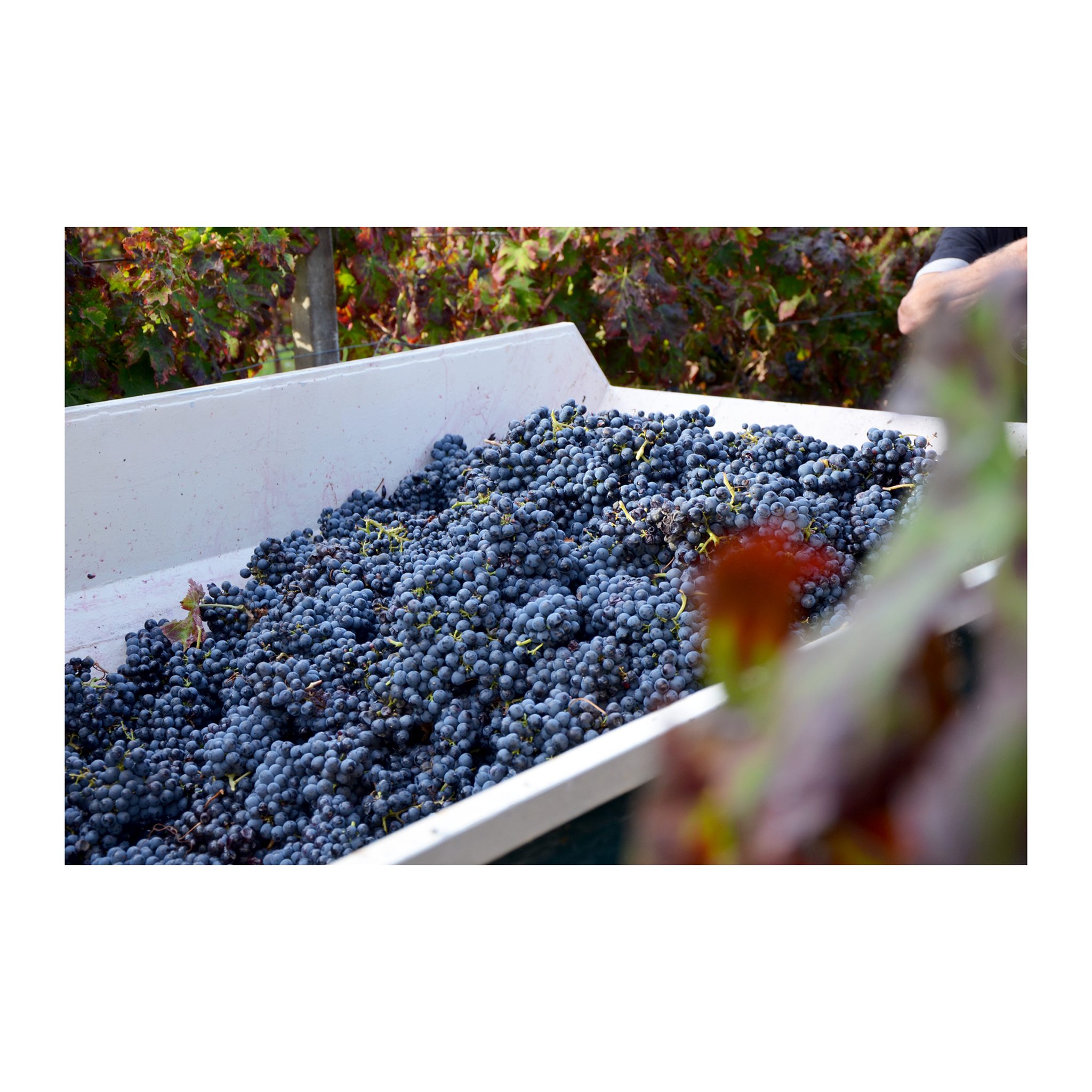 FRATELLI BARBA MONTEPULCIANO D