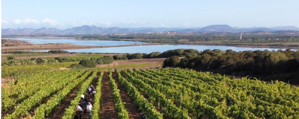CANTINA DI CALASETTA DESEÁ CARIGNANO DEL SULCIS DOC
