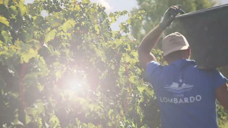 TENUTE LOMBARDO UNÀNIME ROSSO TERRE SICILIANE IGP - obrazek 5