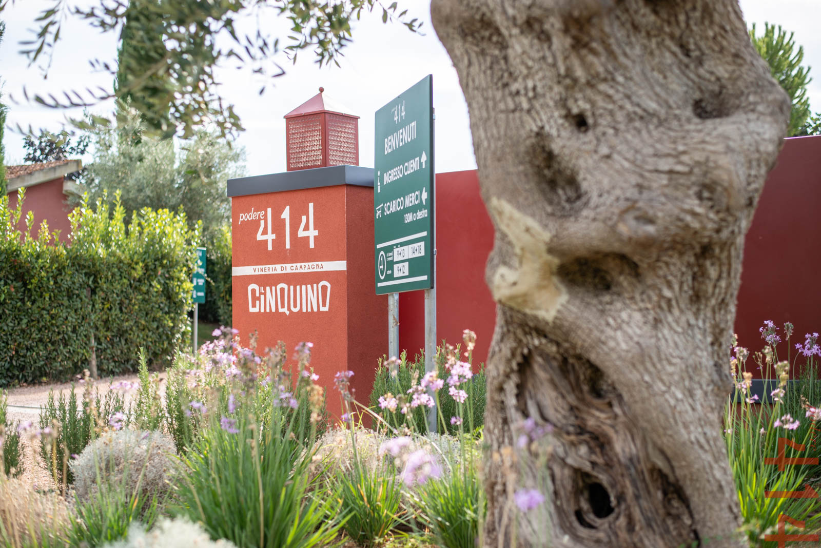 PODERE 414 TREBBIANO TOSCANO IGT BIO - obrazek 13