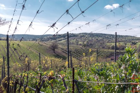 PODERE 414 TREBBIANO TOSCANO IGT BIO - obrazek 10