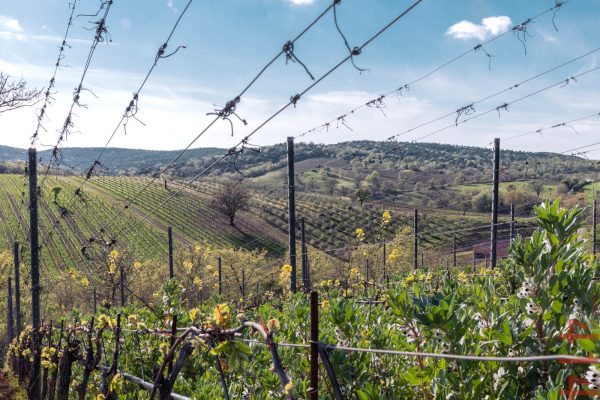 PODERE 414 TREBBIANO TOSCANO IGT BIO