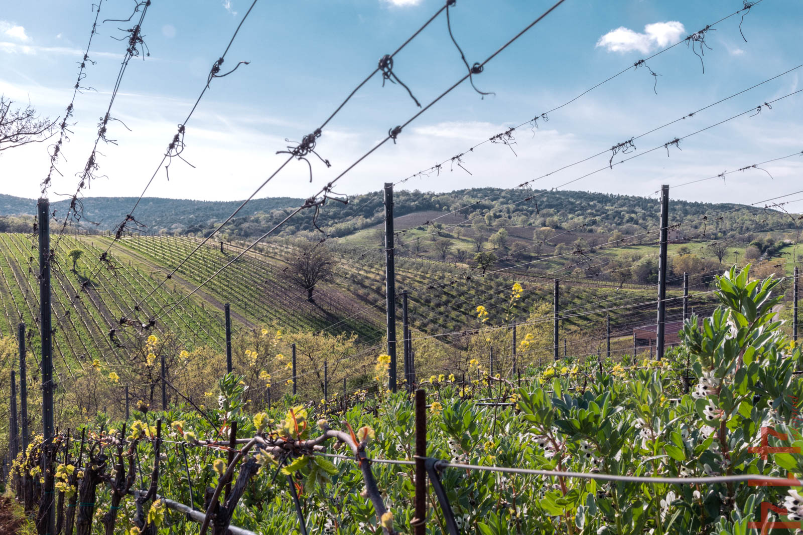 PODERE 414 TREBBIANO TOSCANO IGT BIO - obrazek 10