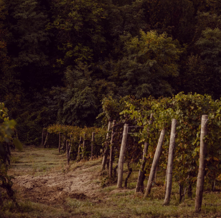 RÉVA BARBERA D'ALBA SUPERIORE DOC - obrazek 7