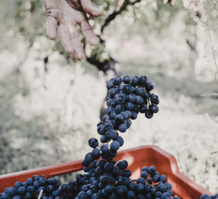 RÉVA BARBERA D'ALBA SUPERIORE DOC - obrazek 5