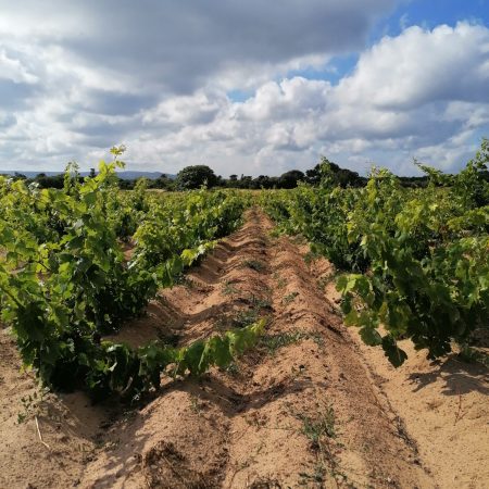 CANTINA DI CALASETTA DESEÁ CARIGNANO DEL SULCIS DOC - obrazek 8
